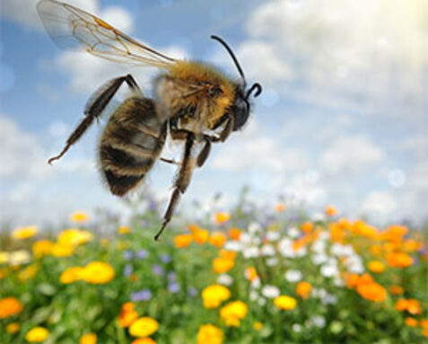 abeilles (1).jpg